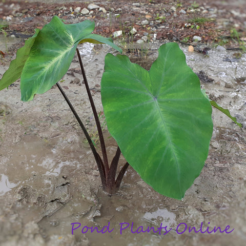 Black Stem Taro | Colocasia esculenta 'Fontanesii'