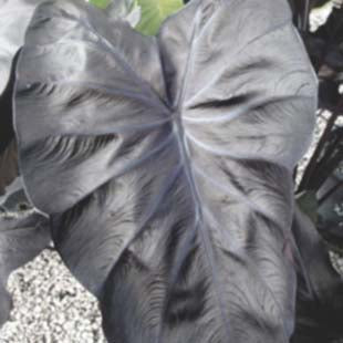 Black Coral Taro | Colocasia esculenta 'Black Coral'