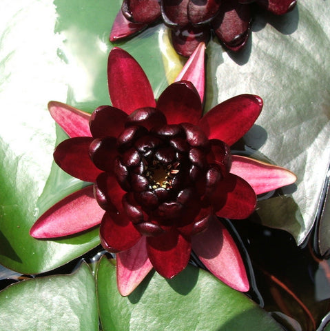 Black Princess | Dark Red Hardy WaterLily