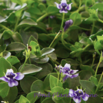 Blue Moneywort | Lindernia grandiflora