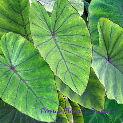 Taro 'Blue Hawaii' | Colocasia esculenta 'Blue Hawaii'