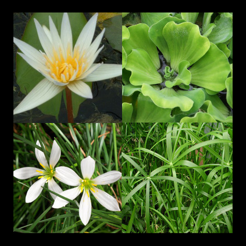Small Water Garden Collection Tropical Water Lily