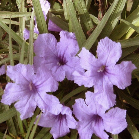 Blue Bells | Ruellia brittoniana