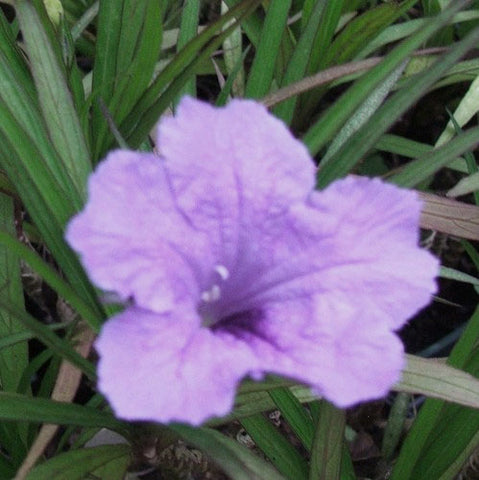 Bluebell Dwarf Blue | Ruellia brittoniana 'Dwarf Blue'