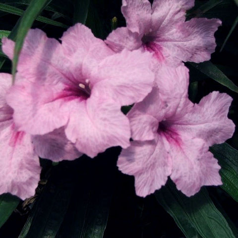 Bluebell Dwarf Pink | Ruellia brittoniana 'Dwarf Pink'