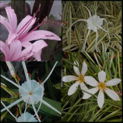 Bog Lily Collection