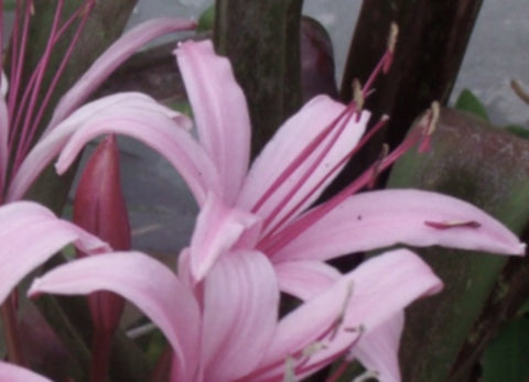 Red Bog Lily | Crinum