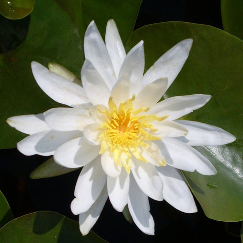 Assorted White Hardy WaterLily
