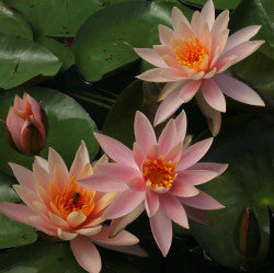 Colorado | Hardy Lily