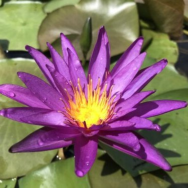Detective Erika | Purple ISG Hardy Water Lily