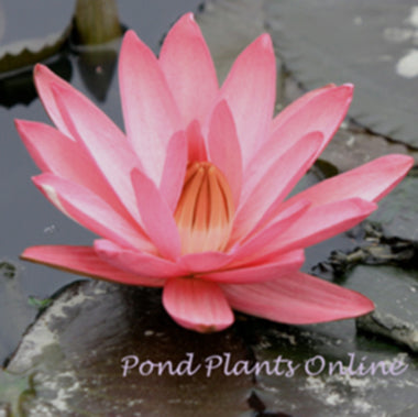 Emily G. Hutchings | Pink Night Blooming Tropical Lily