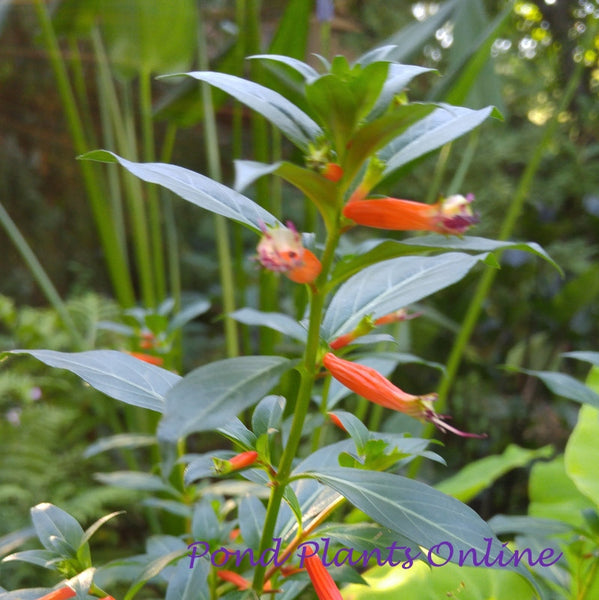 fire racker plant Firecracker Plant
