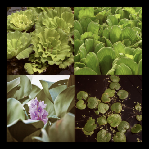 Floating Plant Collection
