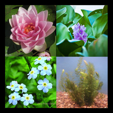 Full Sun | Small Pond Plant Package