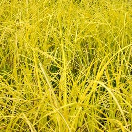 Golden Sedge | Carex elata 'Bowles Golden' | Temporarily Out of Stock