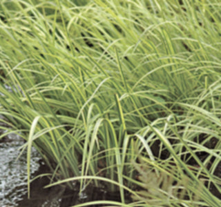 Japanese Golden Sweetflag | Acorus gramineus 'Ogon'