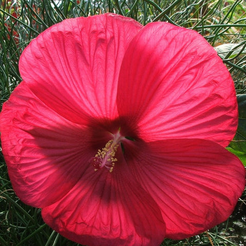 Water Hibiscus Dwarf Red | Hibiscus moscheutos