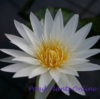 Innocence | Tropical Water Lily