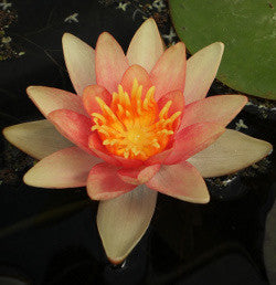 Assorted Changeable | Hardy WaterLily