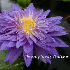 King of Siam | Tropical Water Lily
