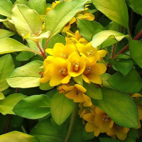 Outback Sunset Loosestrife | Lysimachia congestiflora
