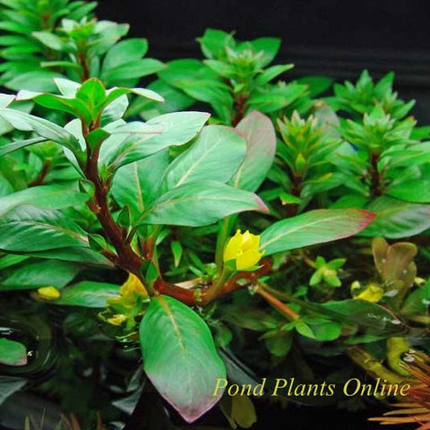 Ludwigia cuba (ludwigia inclinata var. cuba)