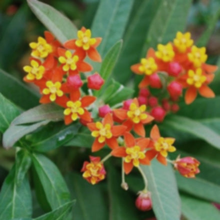 Butterfly Blood Flower | Asclepias curassavica