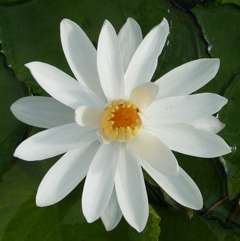White Night Blooming | Tropical Water Lily