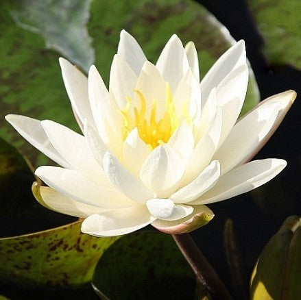 Moondance | White Hardy WaterLily