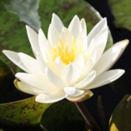 Moondance | Hardy Lily