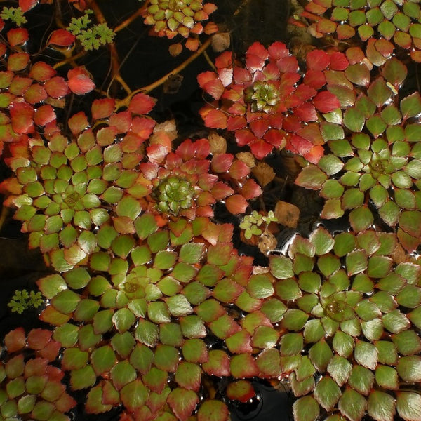 mosaic succulent Mosaic Plant – Pond PIants Online
