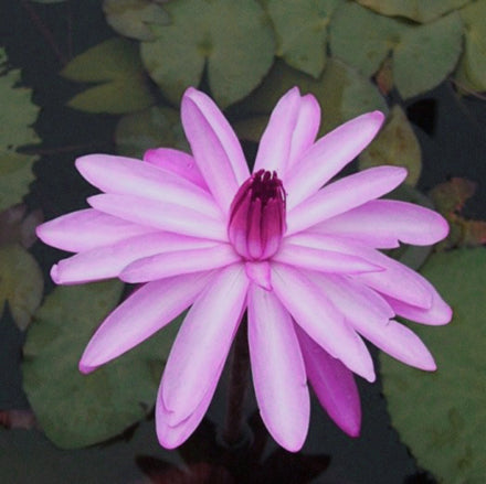 Pink Night Blooming | Tropical Water Lily
