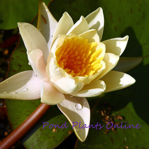 Chubby | Nymphaea 'Chubby'