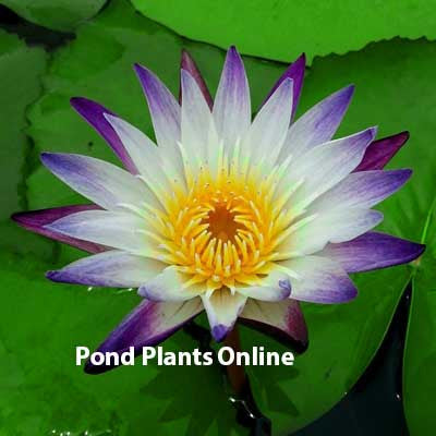 PurpIe Joy | Tropical Water Lily