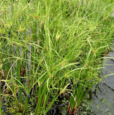 Dwarf Giant Papyrus | Cyperus percamenthus