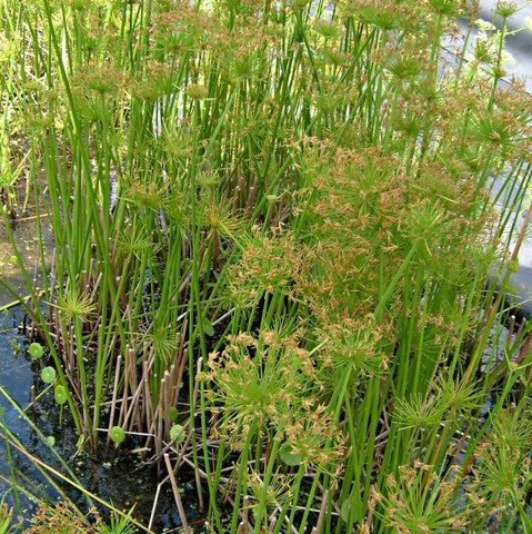 Dwarf Papyrus | Cyperus haspans