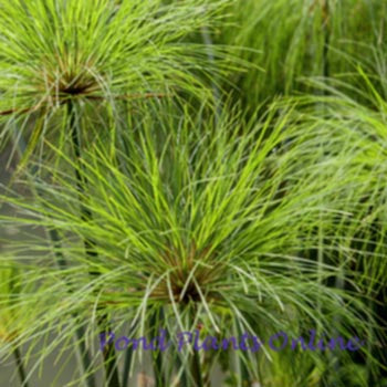 Cyperus Papyrus 'Nile Queen'