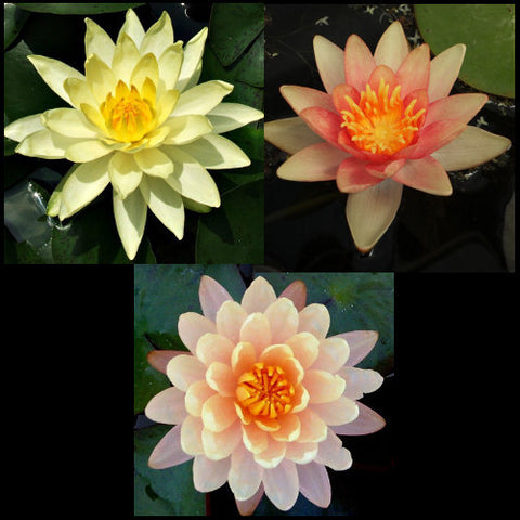 Water Lily Package | Peach, Changeable & Yellow