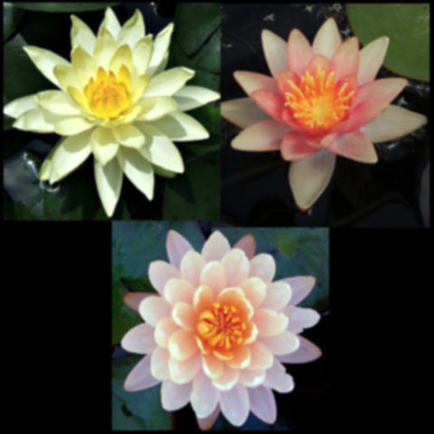 Water Lily Package | Peach, Changeable & Yellow