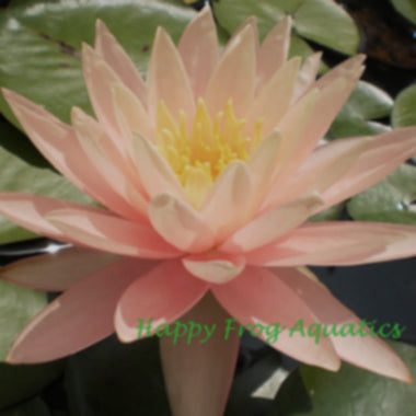 Pink Grapefruit Hardy Lily