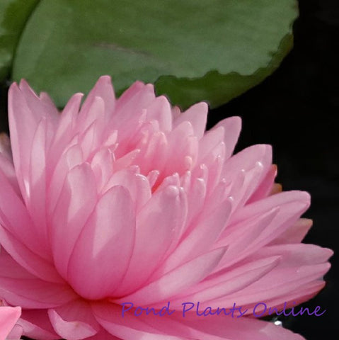 Pink Pom Pom | Hardy Lily