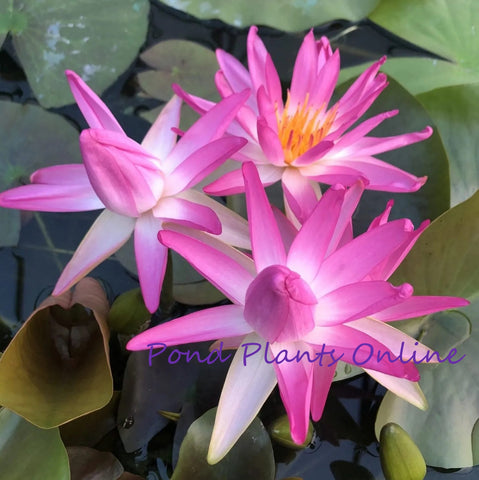 Pink Splash (Tropic Star) | Pink Water Lily | May 2024