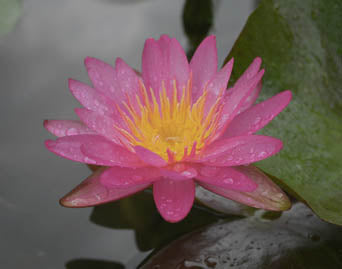 Pink Splash (Tropic Star) | Hardy Water Lily