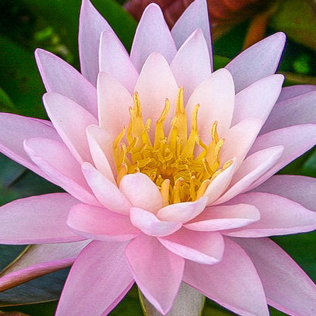 Crystal | Hardy Water Lily