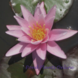 Pink Sensation | Hardy Pink Waterlily