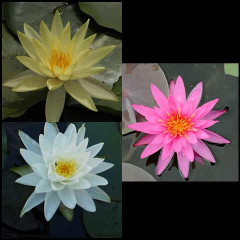 Water Lily Package | Pink, White & Yellow