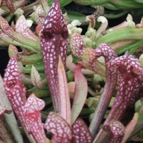 Pitcher Plants | Sarracenia sp.