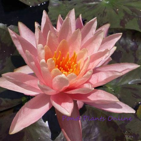 Prakisad | Hardy Peach Waterlily