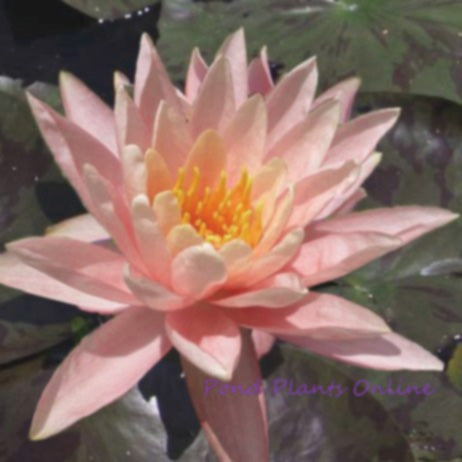 Prakisad | Hardy Water Lily