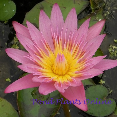 Pink Tropical Water Lily | Grower's Choice